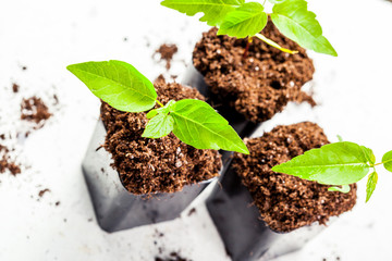 green sprouts have sprouted in the ground