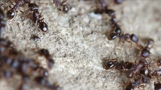 Colony ants collecting food feed.