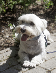 West Highland white terrier walking