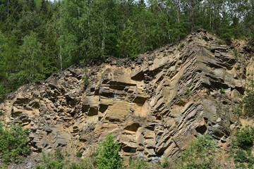 Forest cover over rock
