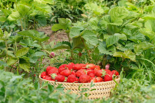 ripe strawberries to the basket in the garden/soft focus, shallow DOF.