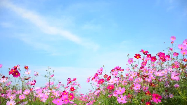風に揺れるコスモスの花