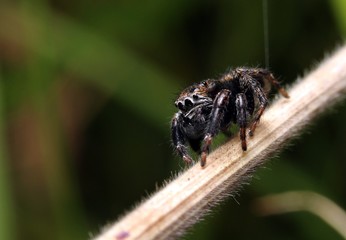Springspinne
