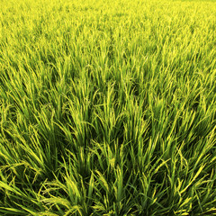 Green rice field in Golden sunlight, closeup.