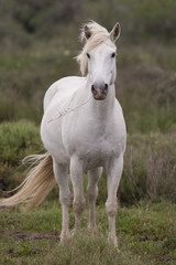 Obraz na płótnie Canvas White Horse, Camargue, France