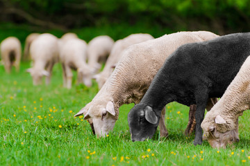 Un noir et d& 39 autres moutons paissant dans un champ, avec un arrière-plan flou