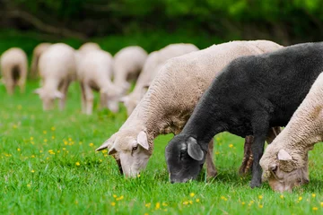 Photo sur Plexiglas Moutons Un noir et d& 39 autres moutons paissant dans un champ, avec un arrière-plan flou