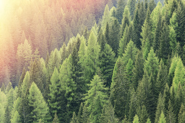 Naklejka premium Magiczny las oświetlony światłem słonecznym. Region lasu iglastego.