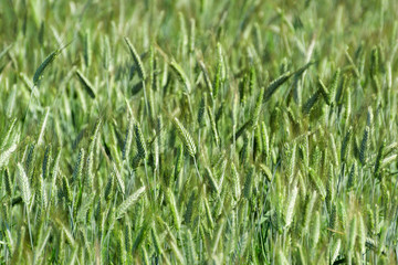 Fototapeta na wymiar Young Green Wheat Field Blurry Background