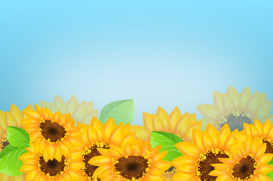 Sunflowers background illustration