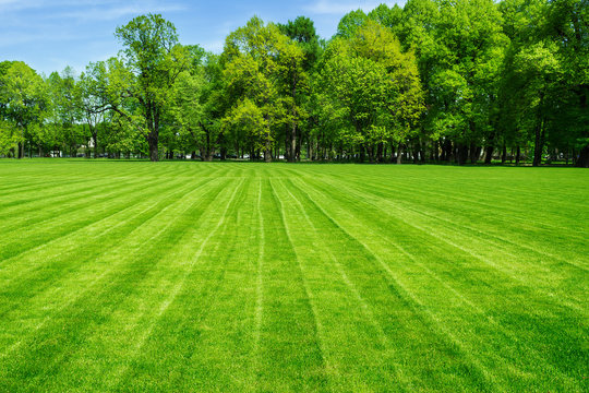 Green Field Background