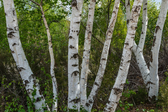 Troncos de Abedul. Betula pubescens.