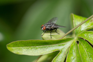 macro sur une mouche pos&eacute;e sur une feuille verte