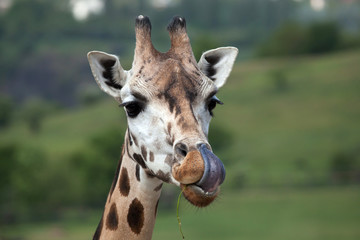 Girafe de Rothschild (Giraffa camelopardalis rothschildi).