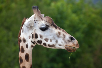Rothschild's giraffe (Giraffa camelopardalis rothschildi).
