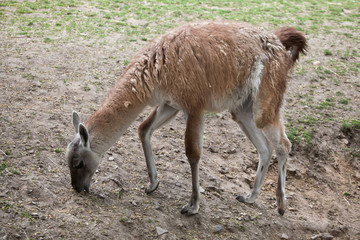 Naklejka na ściany i meble Guanaco (Lama guanicoe), also known as the Guanaco llama.