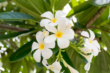 Obraz na płótnie Canvas White plumeria on the plumeria tree, Frangipani tropical flowers