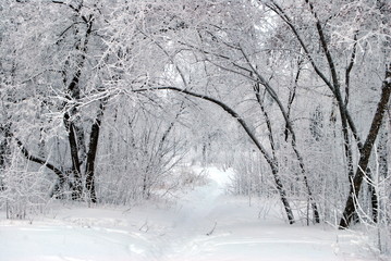 Winter Siberian forest, Omsk region