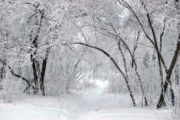 Winter Siberian forest, Omsk region