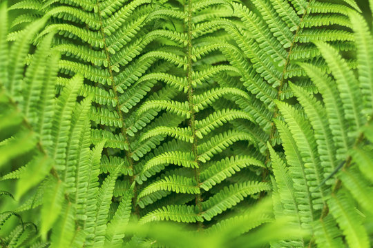 Green bracken plant background, close-up.