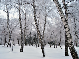 Winter Siberian forest, Omsk region