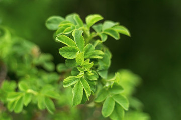 Fototapeta na wymiar Beautiful green leaf with foliage on green background