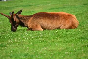 An elk lying in the green grass