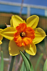 Spring flower Narcissus