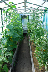 Greenhouse for growing vegetables.