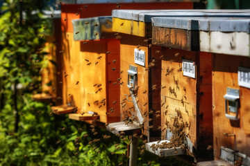 Hives in an apiary with bees flying to the landing boards in a g