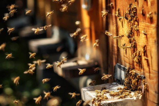 Hives in an apiary with bees flying to the landing boards in a g