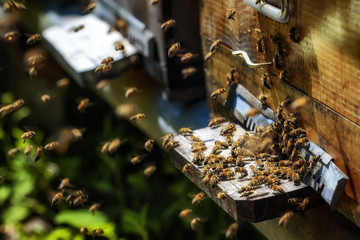 Hives in an apiary with bees flying to the landing boards in a g