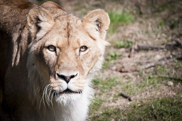 Portrait de lionne
