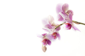 Obraz premium Piękny różowo-fioletowy storczyk na białym tle