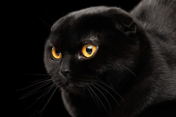 Closeup Head of Black Scottish Fold Cat with Yellow eyes Isolated on Black Background