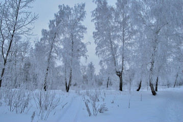 Winter Siberian forest, Omsk region