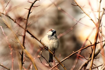 Spatz