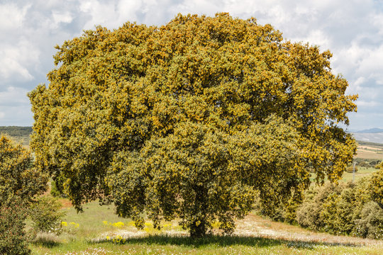 Quercus ilex. Encina, carrasca.