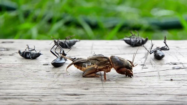 Many of poisoned insects are in death throes