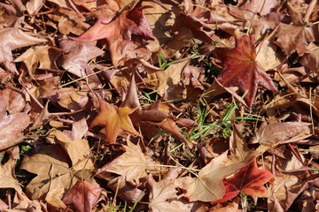 Brownish autumn leaves on the ground