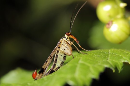 Skorpionsfliege