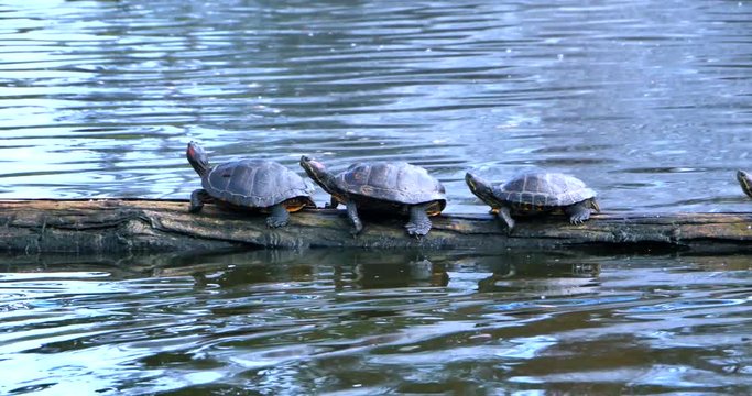 4K Great Black Cormorant and Red Slider Turtles on Log in Pond