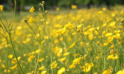 Fototapeta premium A field of yellow Buttercups (Ranunculus acris)
