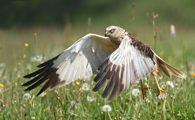 Marsh harrier (Circus aeruginosus) in spring scenery
