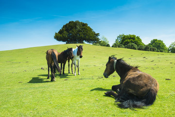 wild horses in new forest