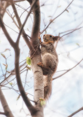 Squirrel On the tree