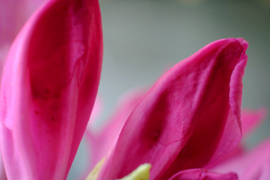 Fresh blooms and petals on a rhododentron flower in spring