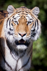 Portrait de tigre