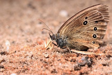 Schmetterling