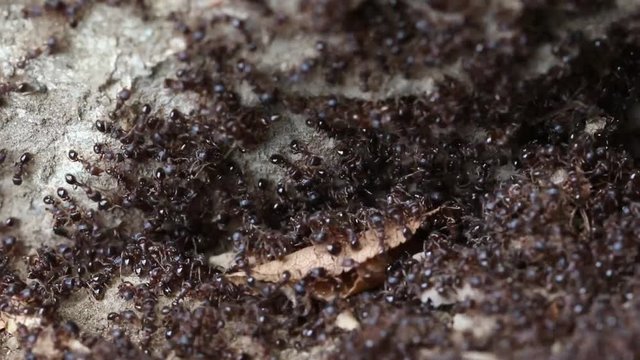 Colony ants collecting feed
